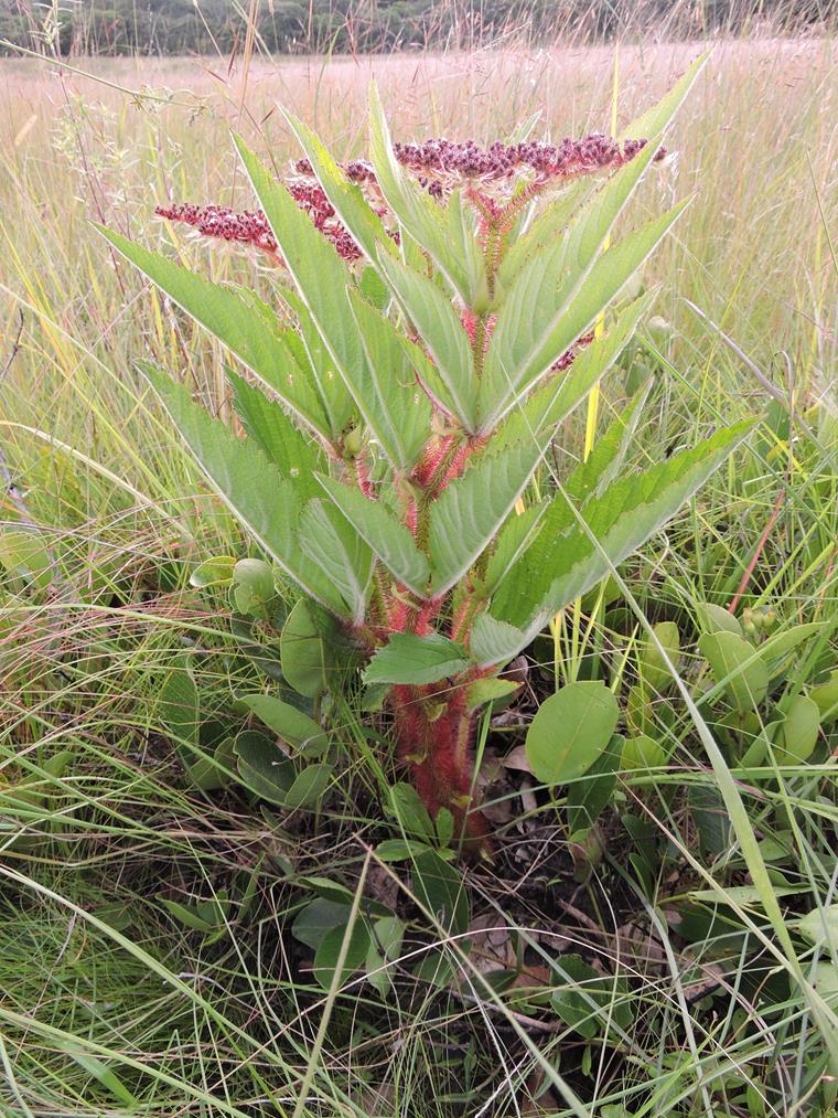 Cyphostemma vanmeelii