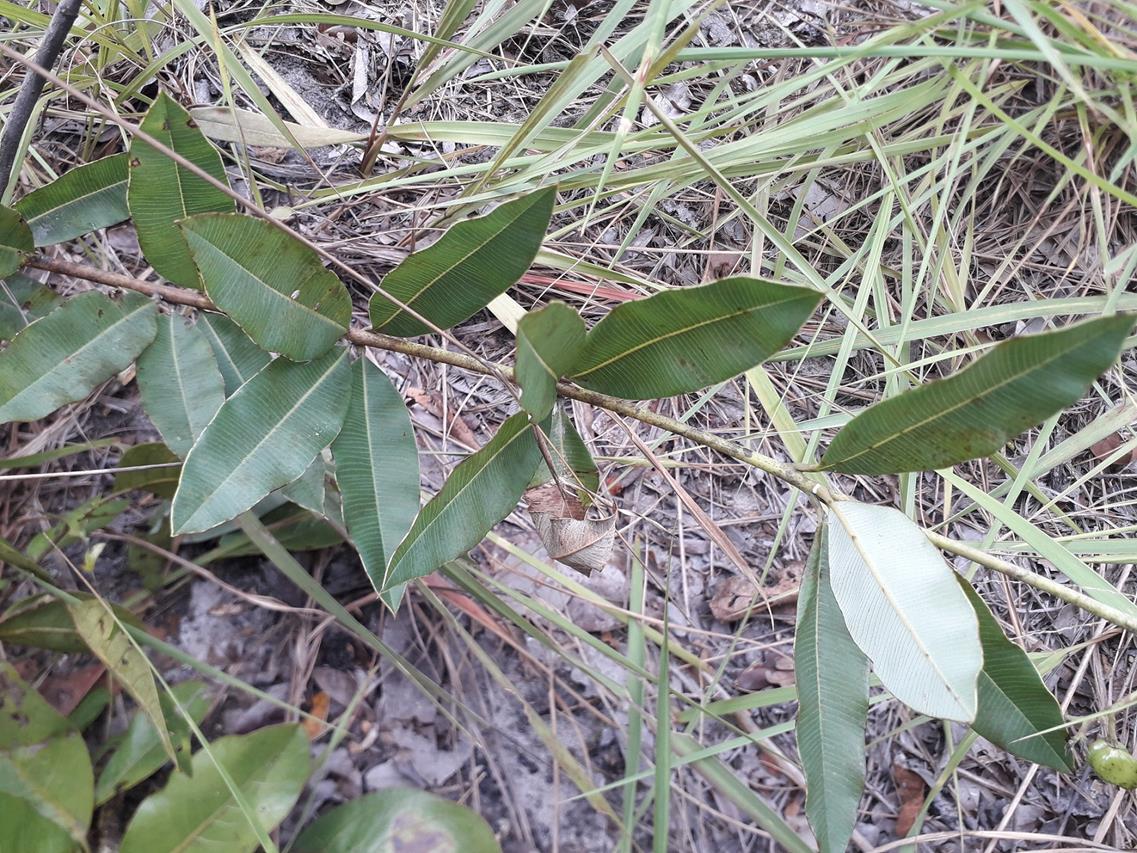 Ozoroa homblei Ozoroa homblei