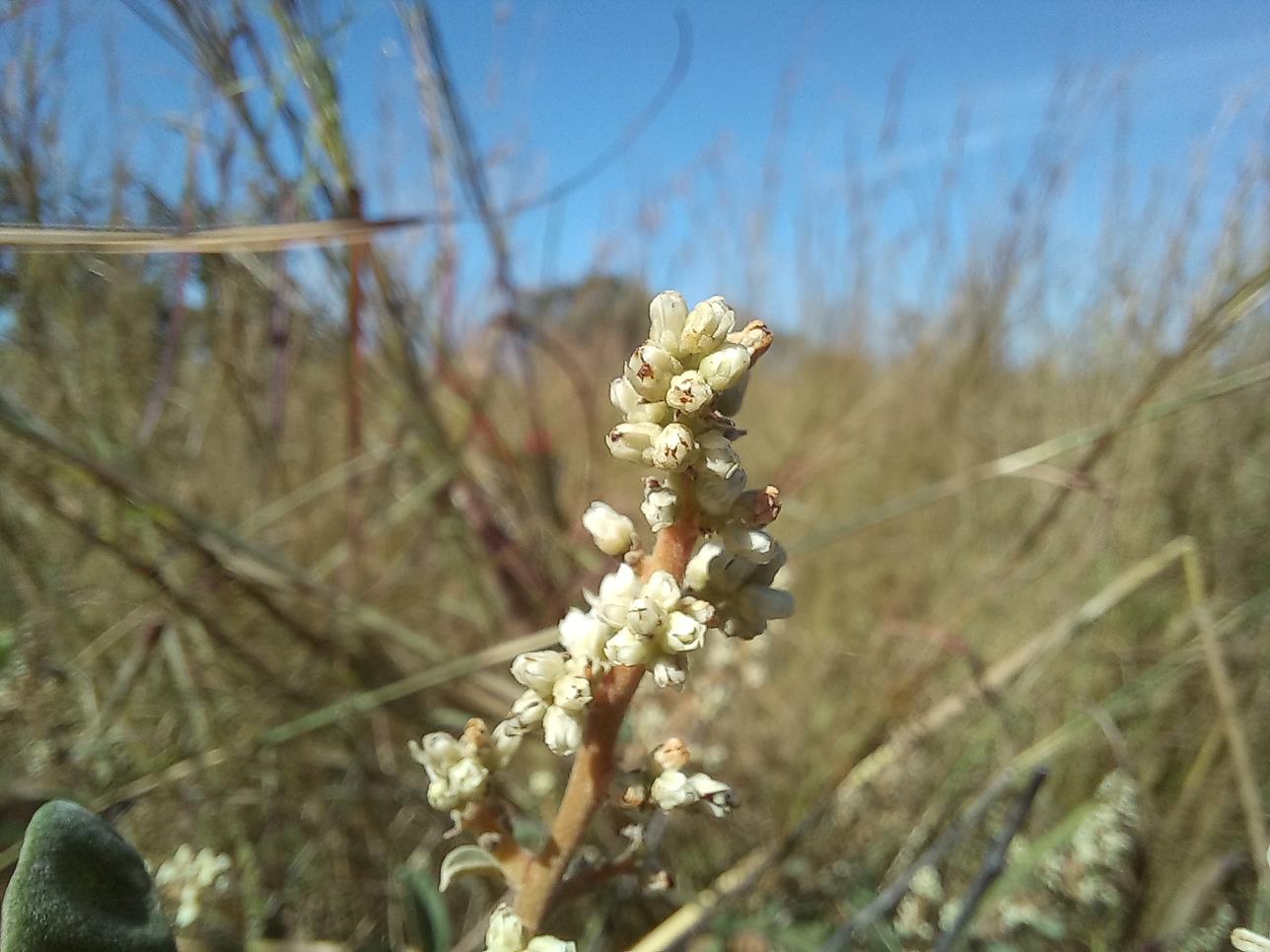 Ozoroa kassneri var. kassneri Ozoroa kassneri var. kassneri