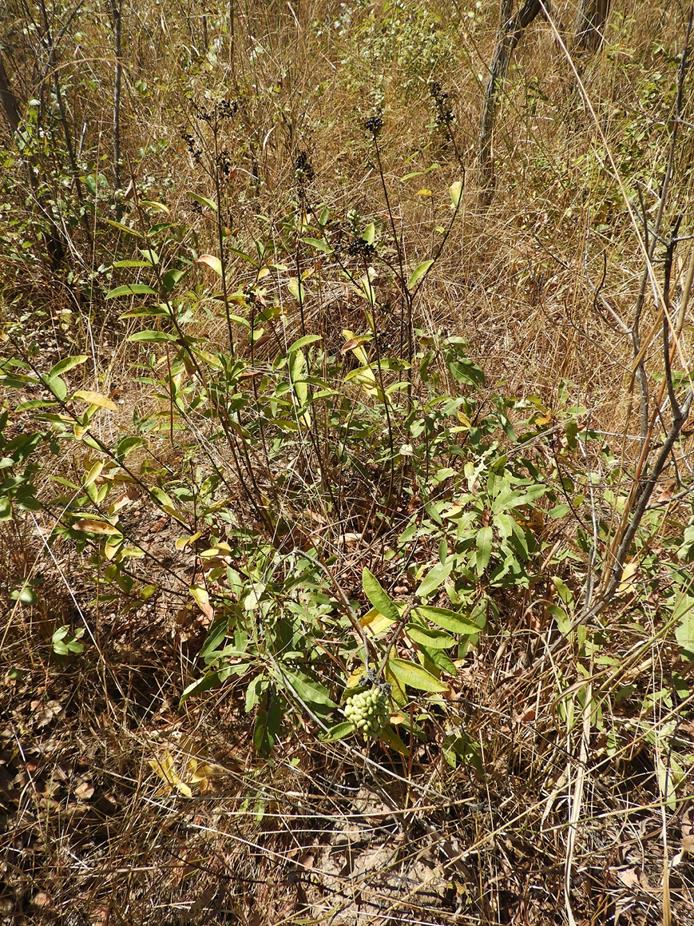 Ozoroa pwetoensis var. pwetoensis Ozoroa pwetoensis var. pwetoensis