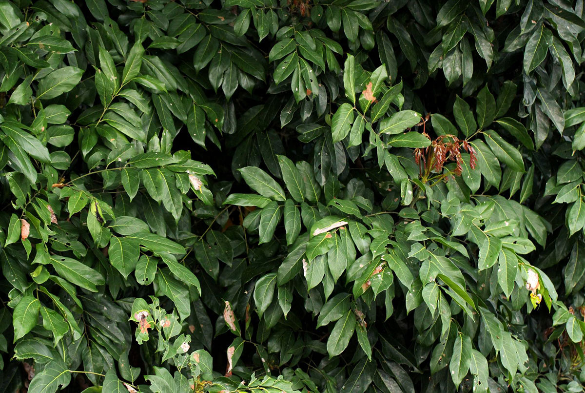 Pseudospondias microcarpa Pseudospondias microcarpa