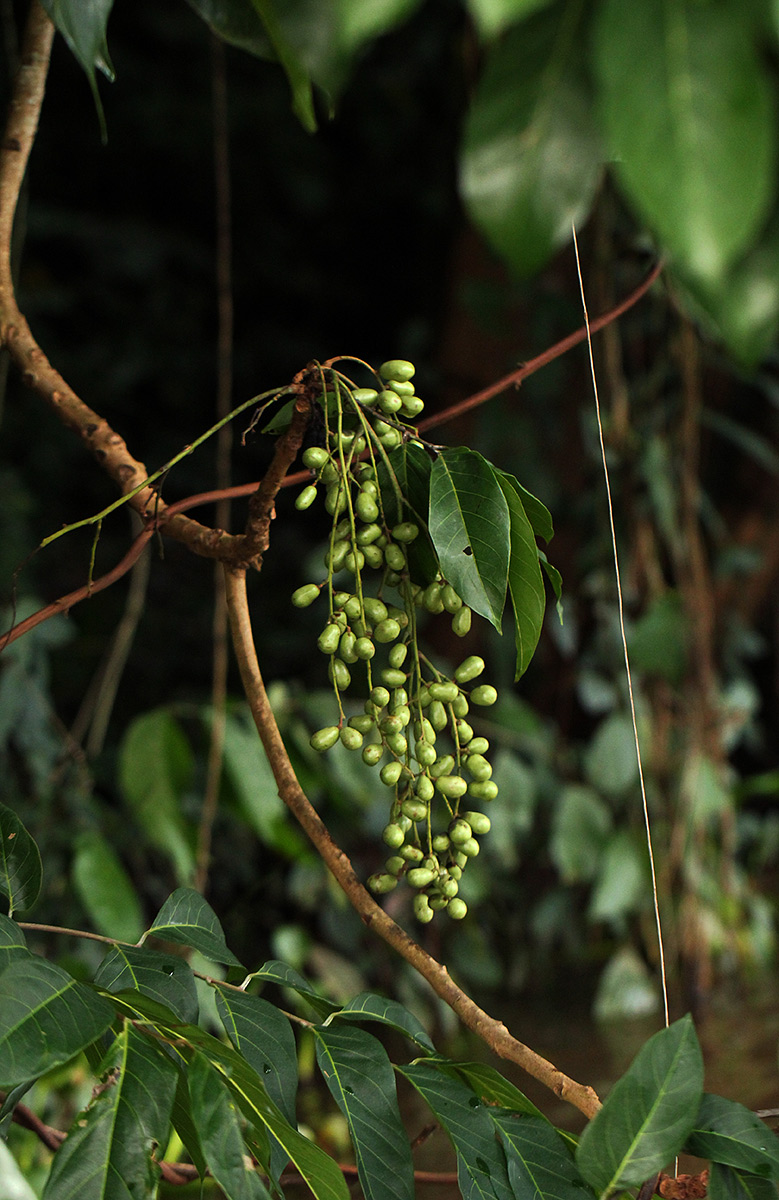 Pseudospondias microcarpa Pseudospondias microcarpa