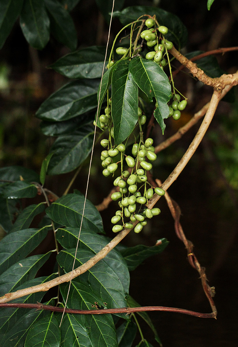 Pseudospondias microcarpa