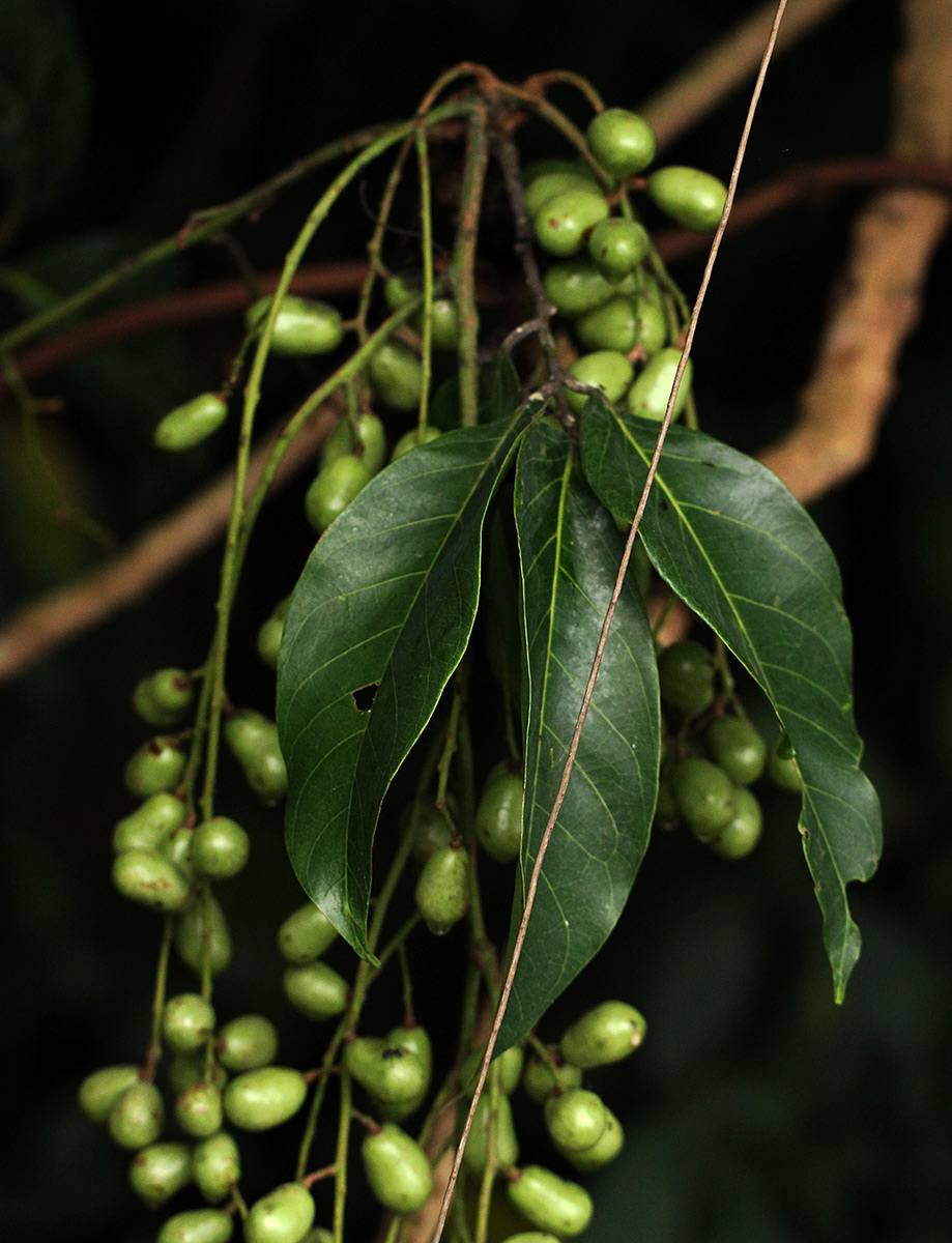Pseudospondias microcarpa Pseudospondias microcarpa