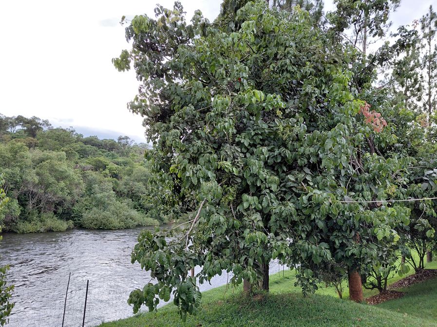 Pseudospondias microcarpa Pseudospondias microcarpa