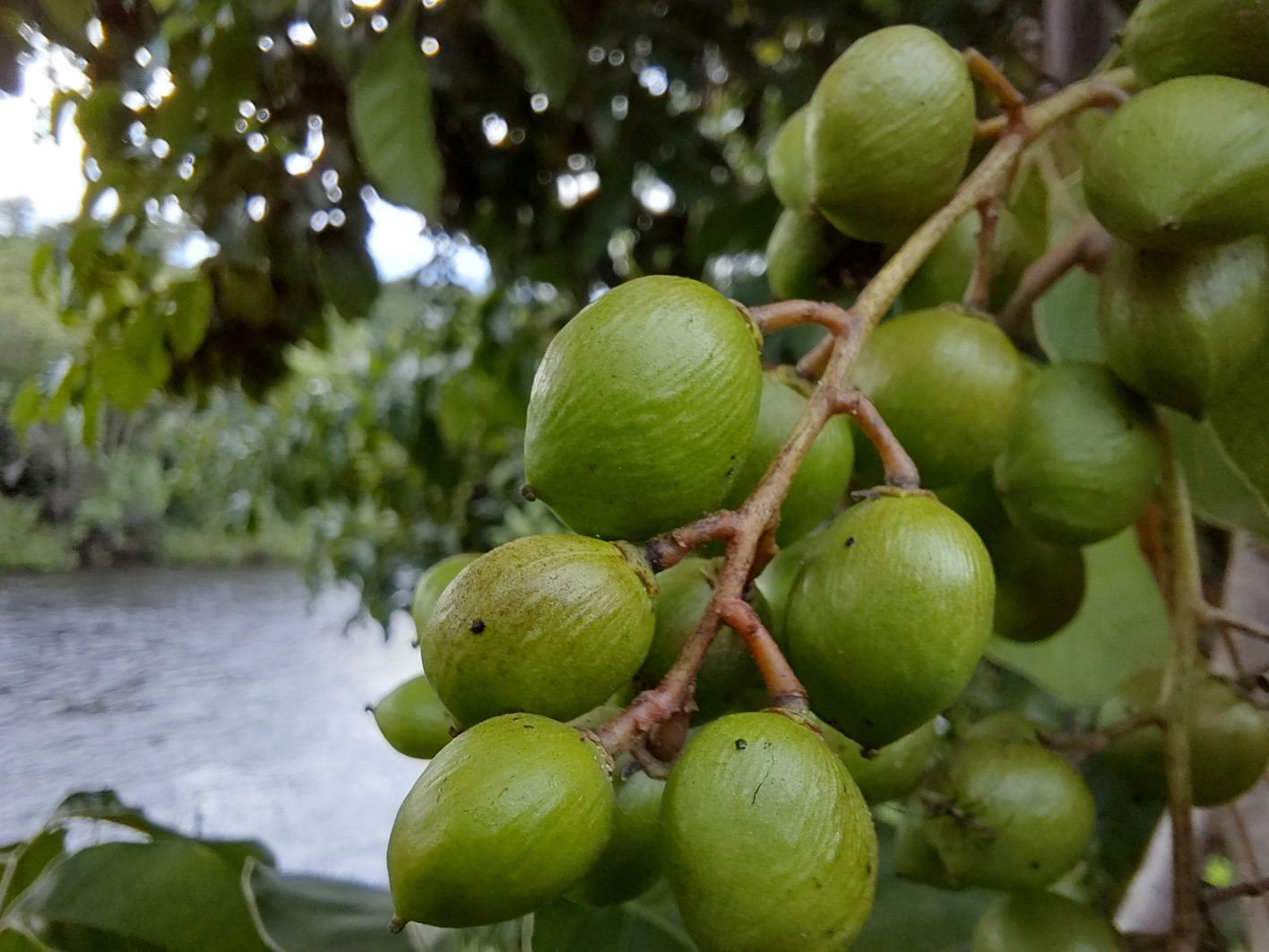 Pseudospondias microcarpa Pseudospondias microcarpa