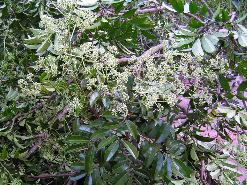 Pseudospondias microcarpa