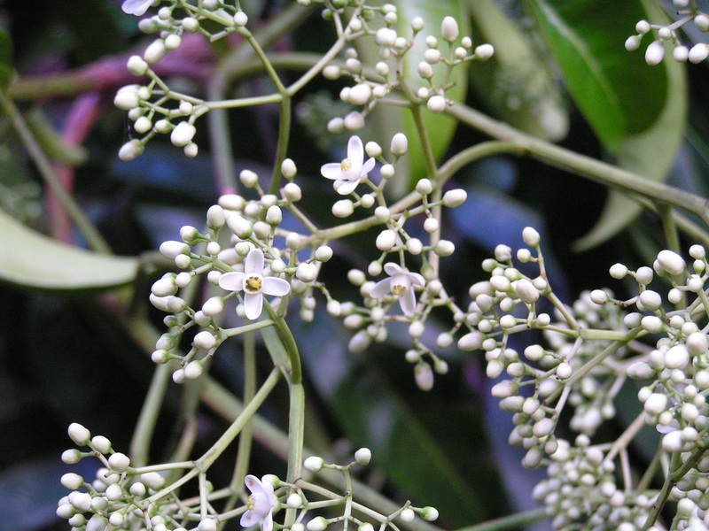 Pseudospondias microcarpa