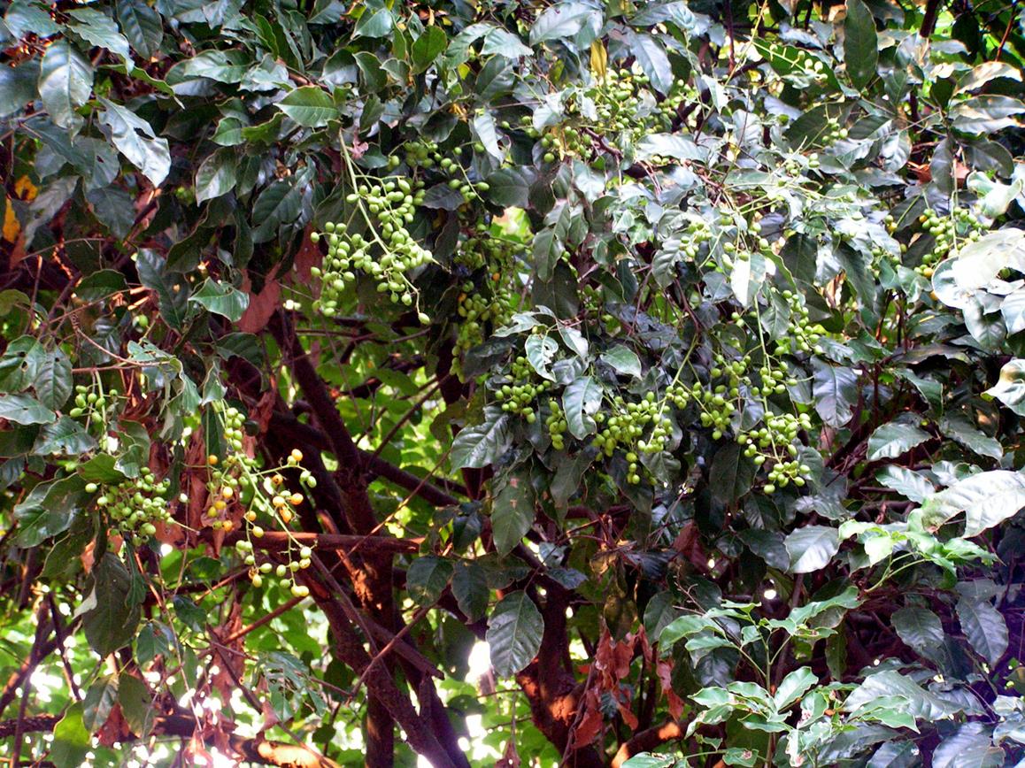 Sorindeia katangensis