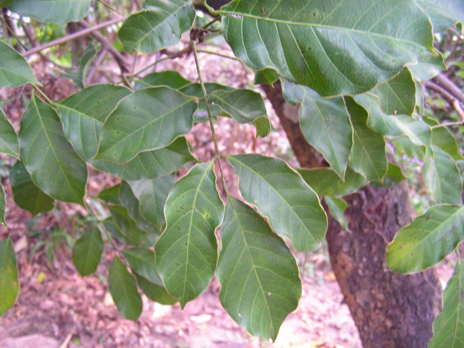 Sorindeia katangensis