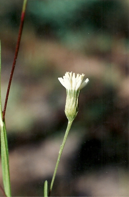 Vernonia chloropappa