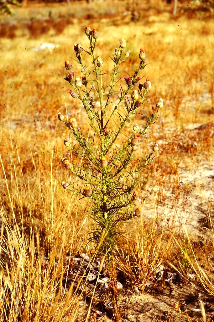 Vernonia perrottetii