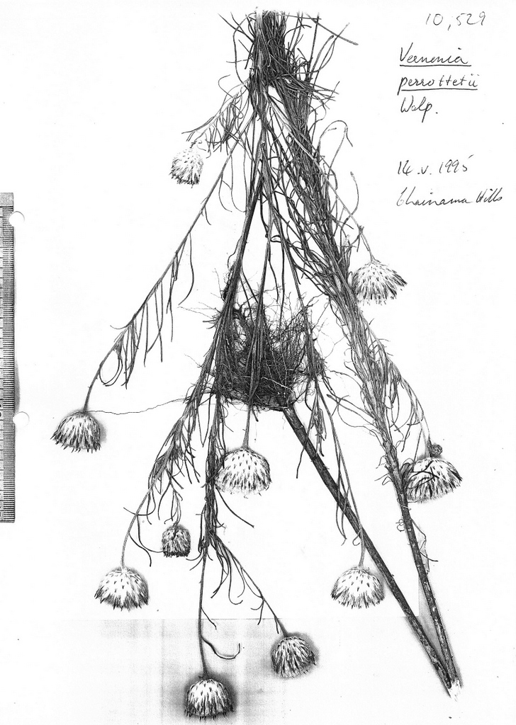 Vernonia perrottetii