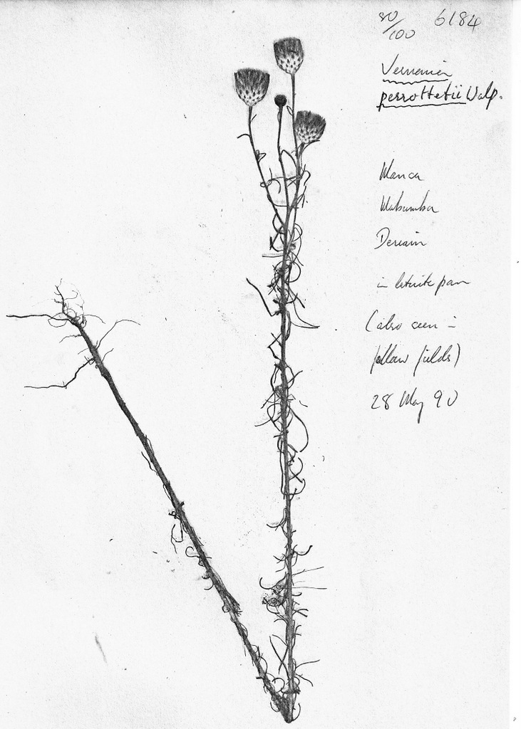 Vernonia perrottetii