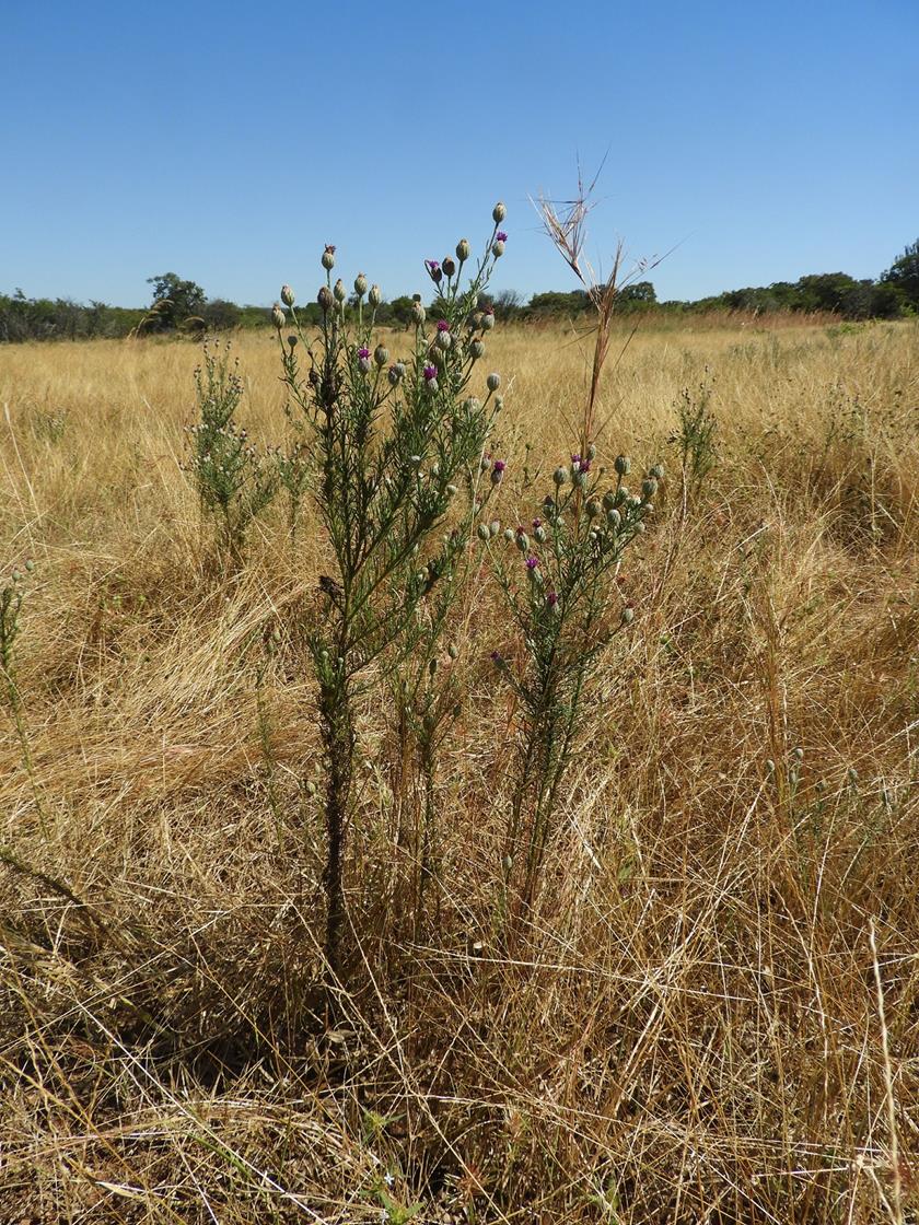 Vernonia perrottetii