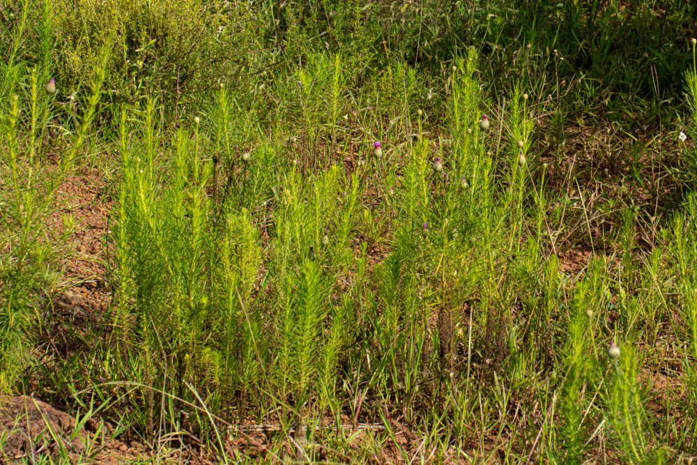 Vernonia perrottetii