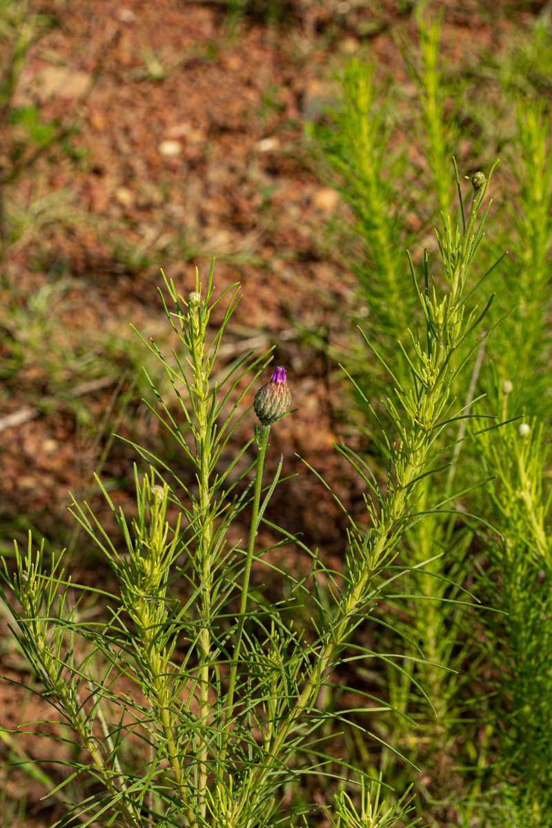 Vernonia perrottetii