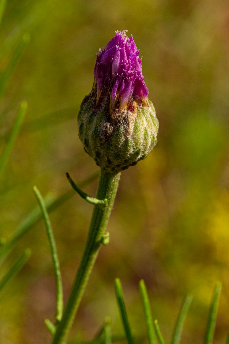 Vernonia perrottetii