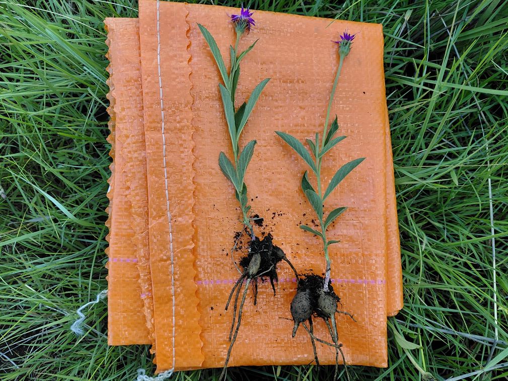 Vernonia tuberifera