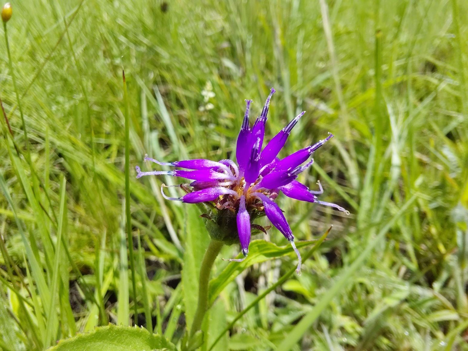 Vernonia tuberifera
