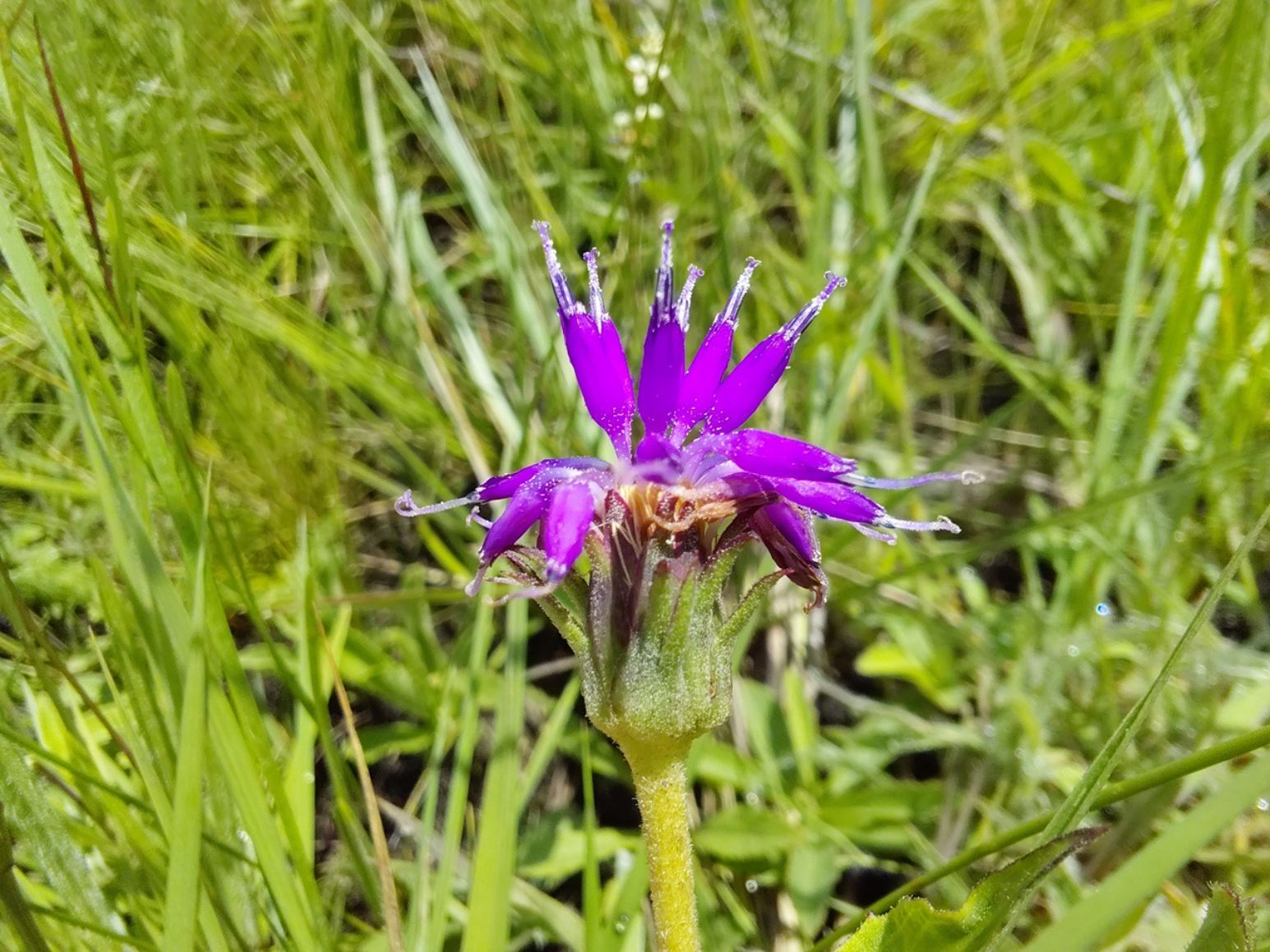 Vernonia tuberifera
