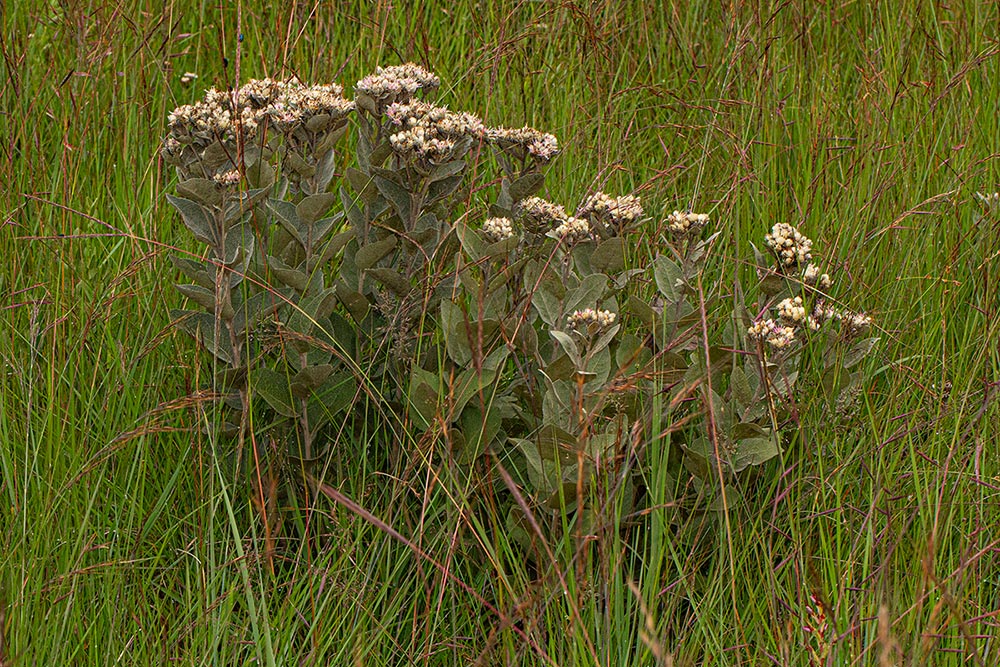 Vernonia turbinella