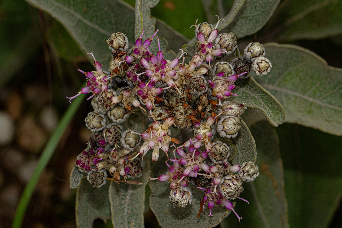 Vernonia turbinella
