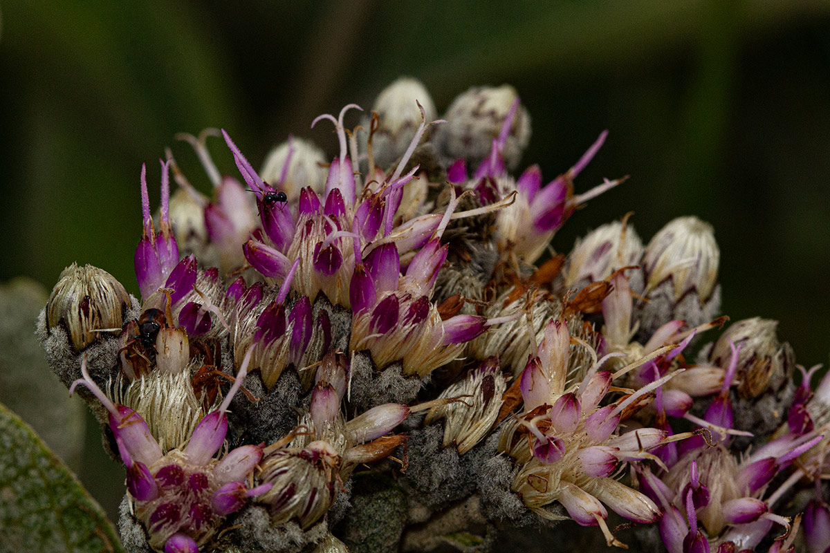 Vernonia turbinella