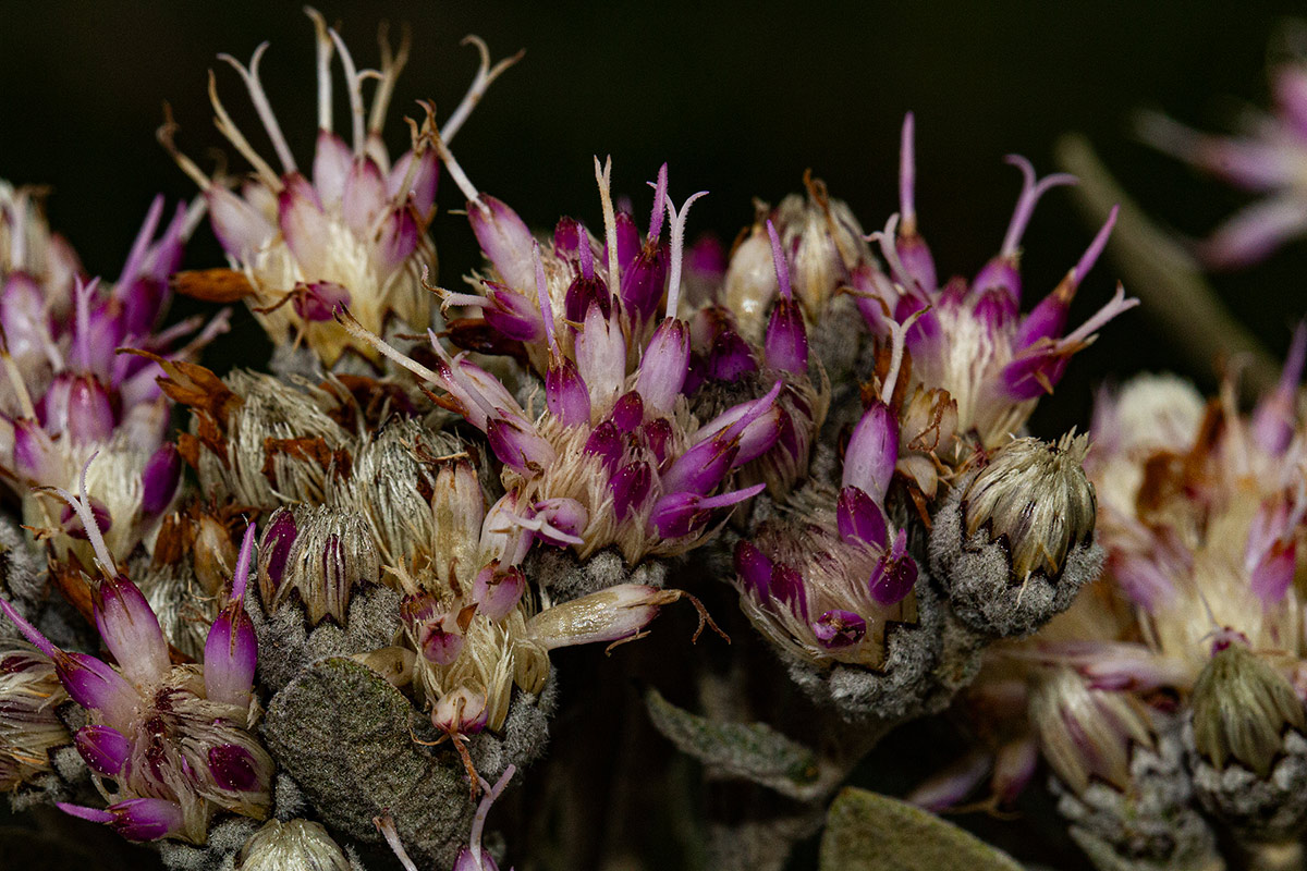 Vernonia turbinella