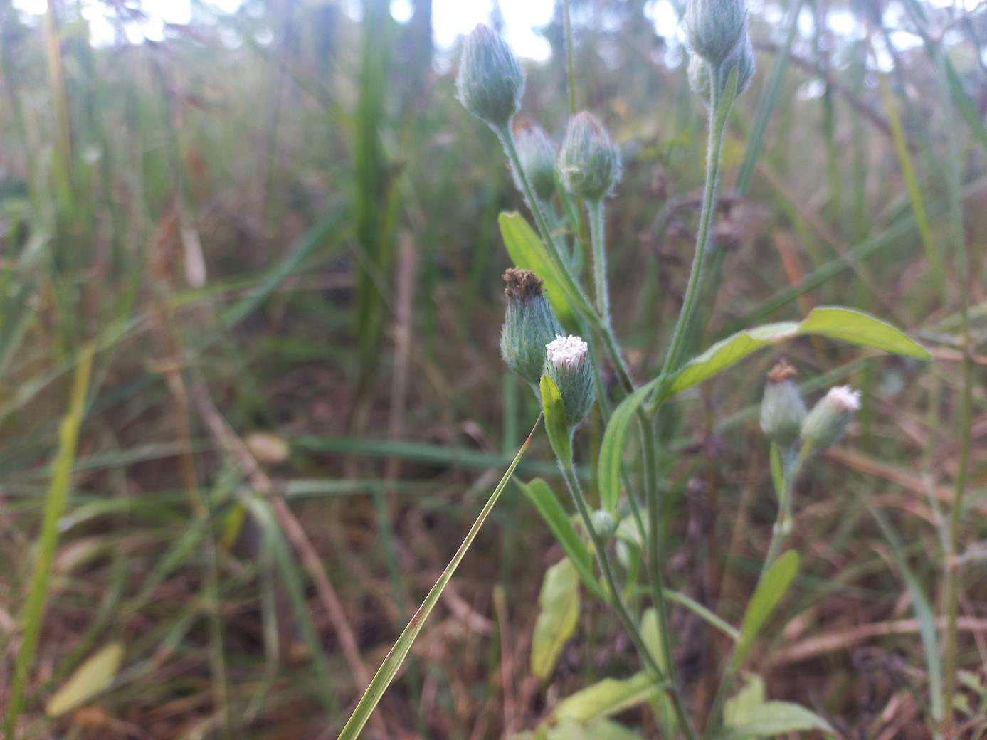 Vernonia zambiana Vernonia zambiana