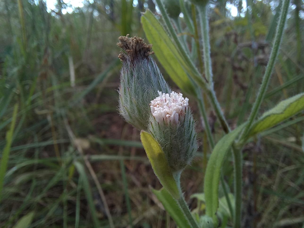 Vernonia zambiana Vernonia zambiana