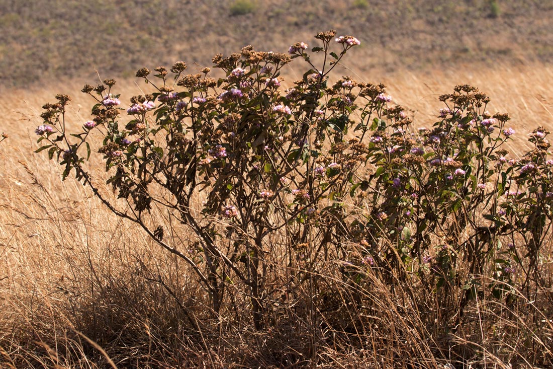 Bothriocline longipes Bothriocline longipes