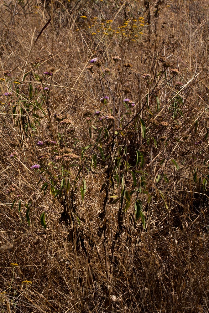 Bothriocline longipes