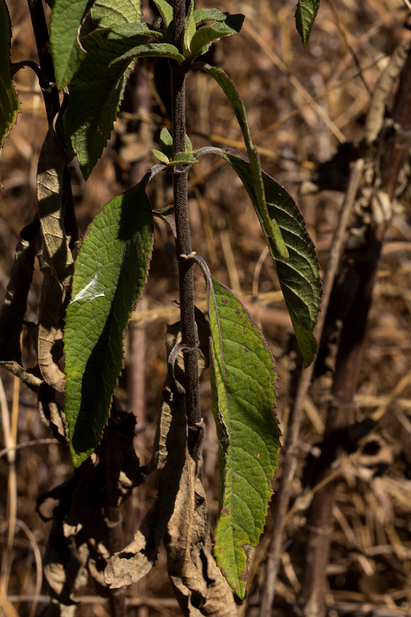 Bothriocline longipes