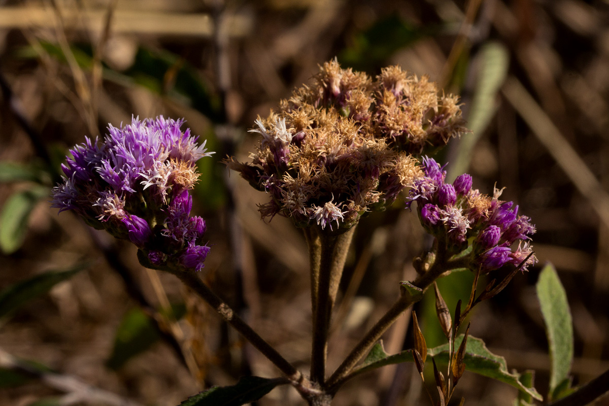 Bothriocline longipes Bothriocline longipes