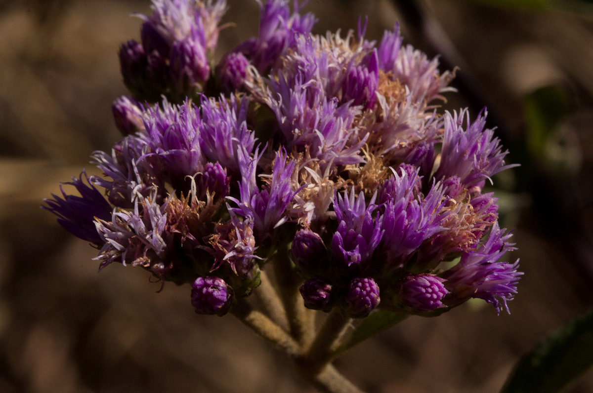 Bothriocline longipes