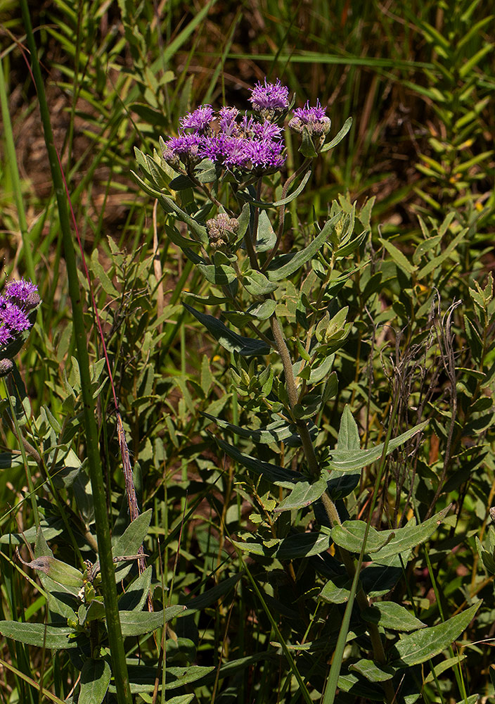 Ageratinastrum polyphyllum