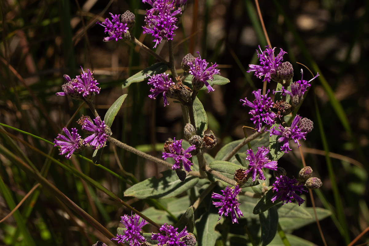 Ageratinastrum polyphyllum