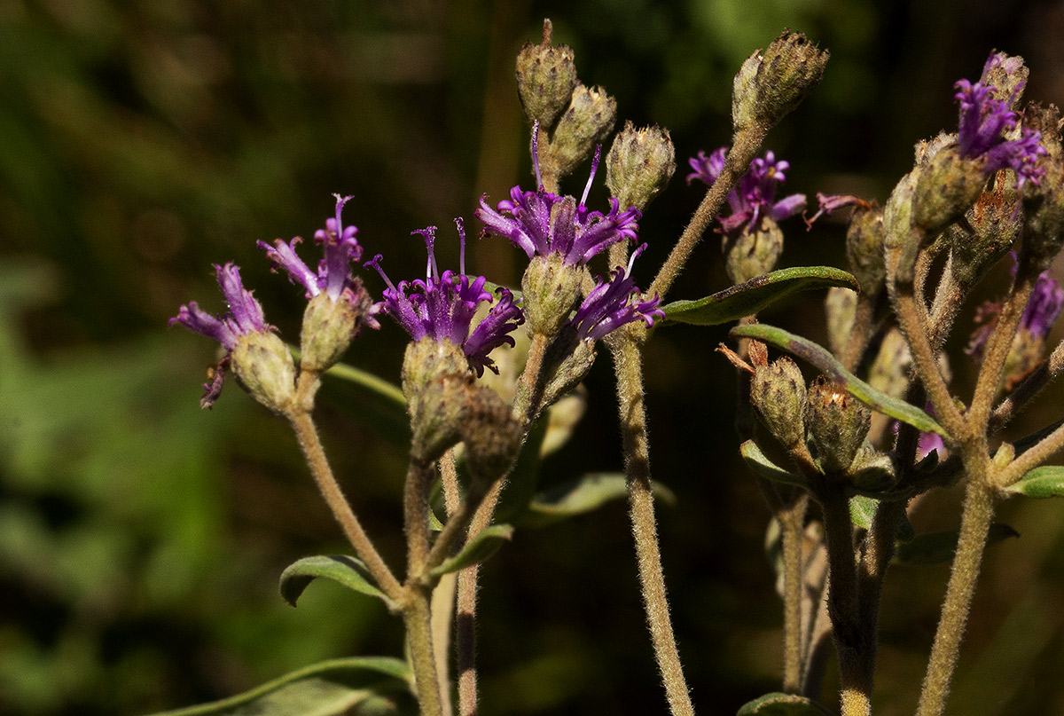 Ageratinastrum polyphyllum