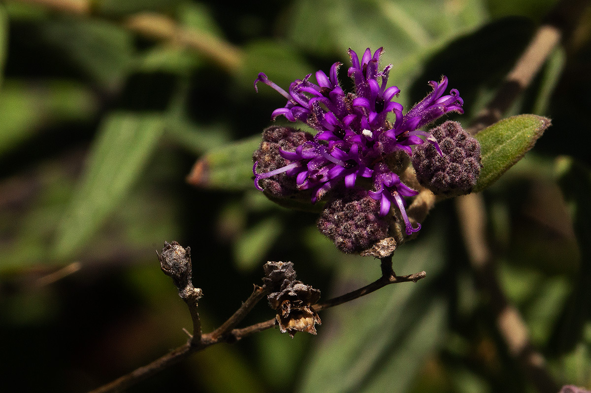 Ageratinastrum polyphyllum