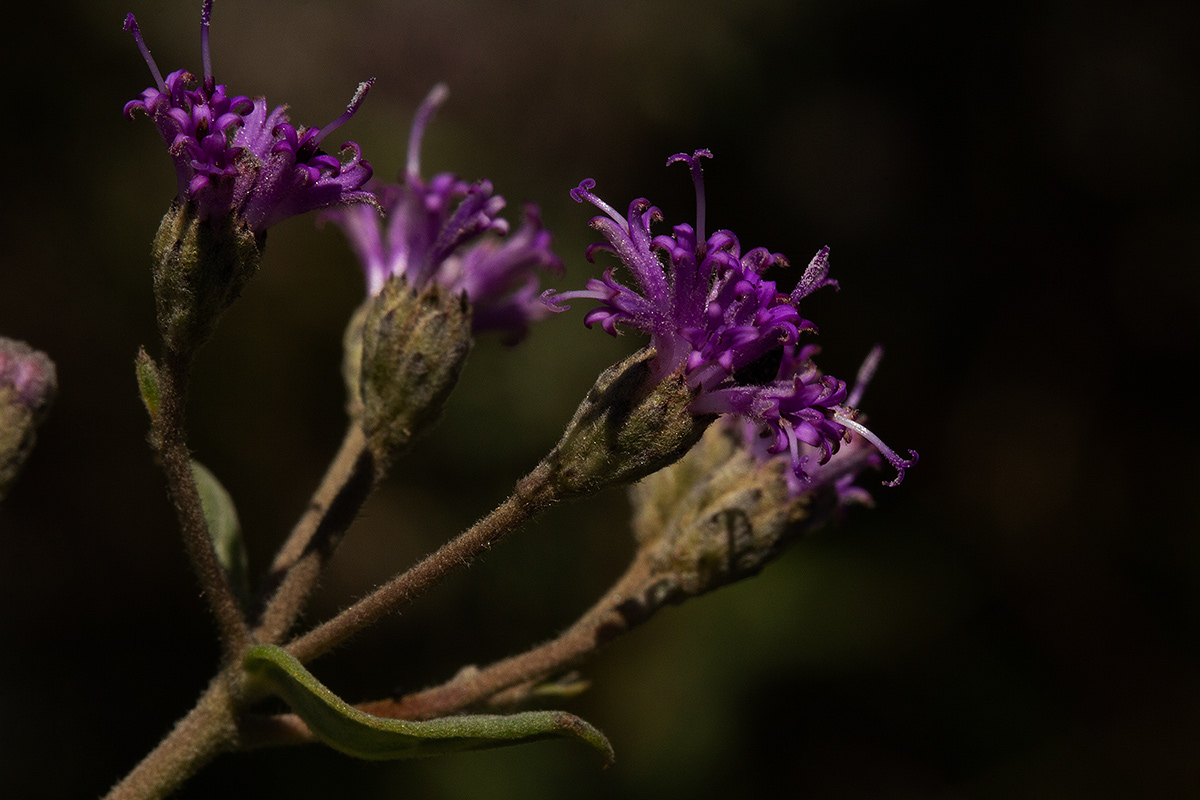 Ageratinastrum polyphyllum