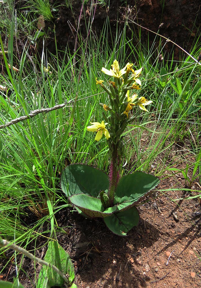 Lactuca calophylla
