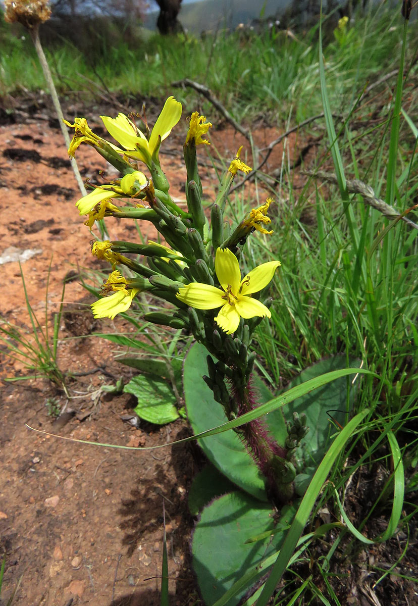 Lactuca calophylla