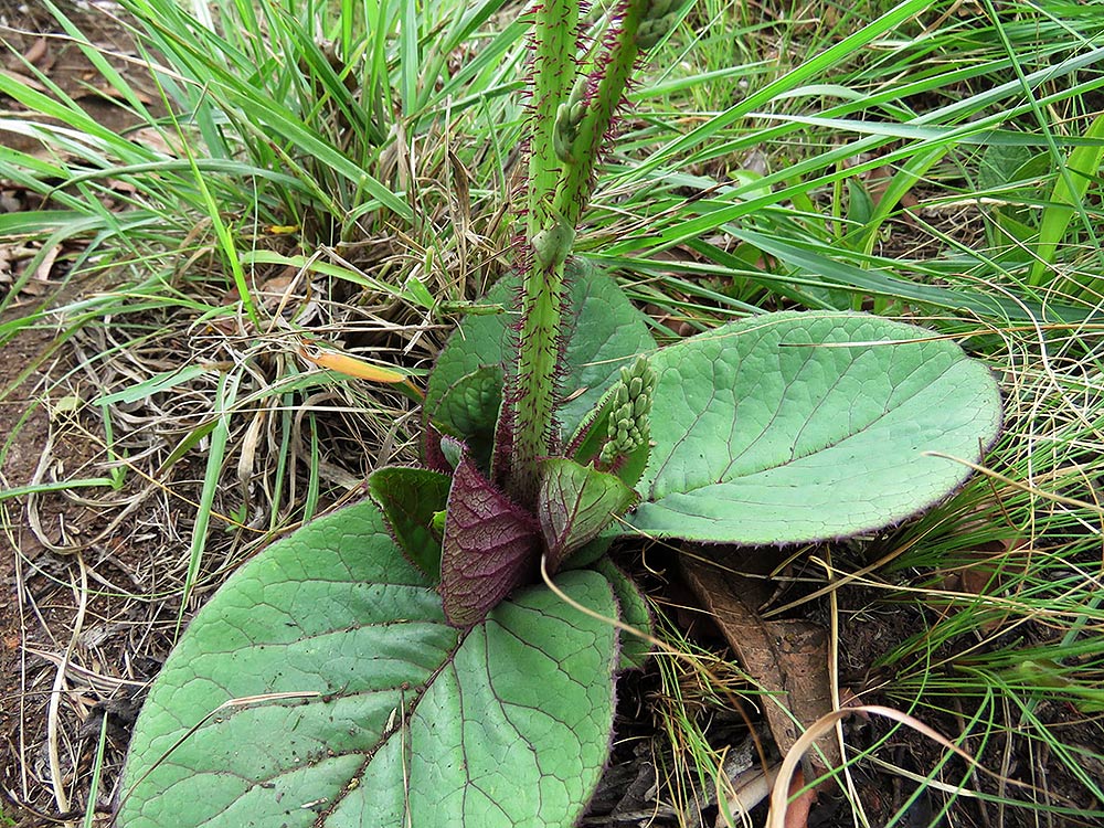 Lactuca calophylla