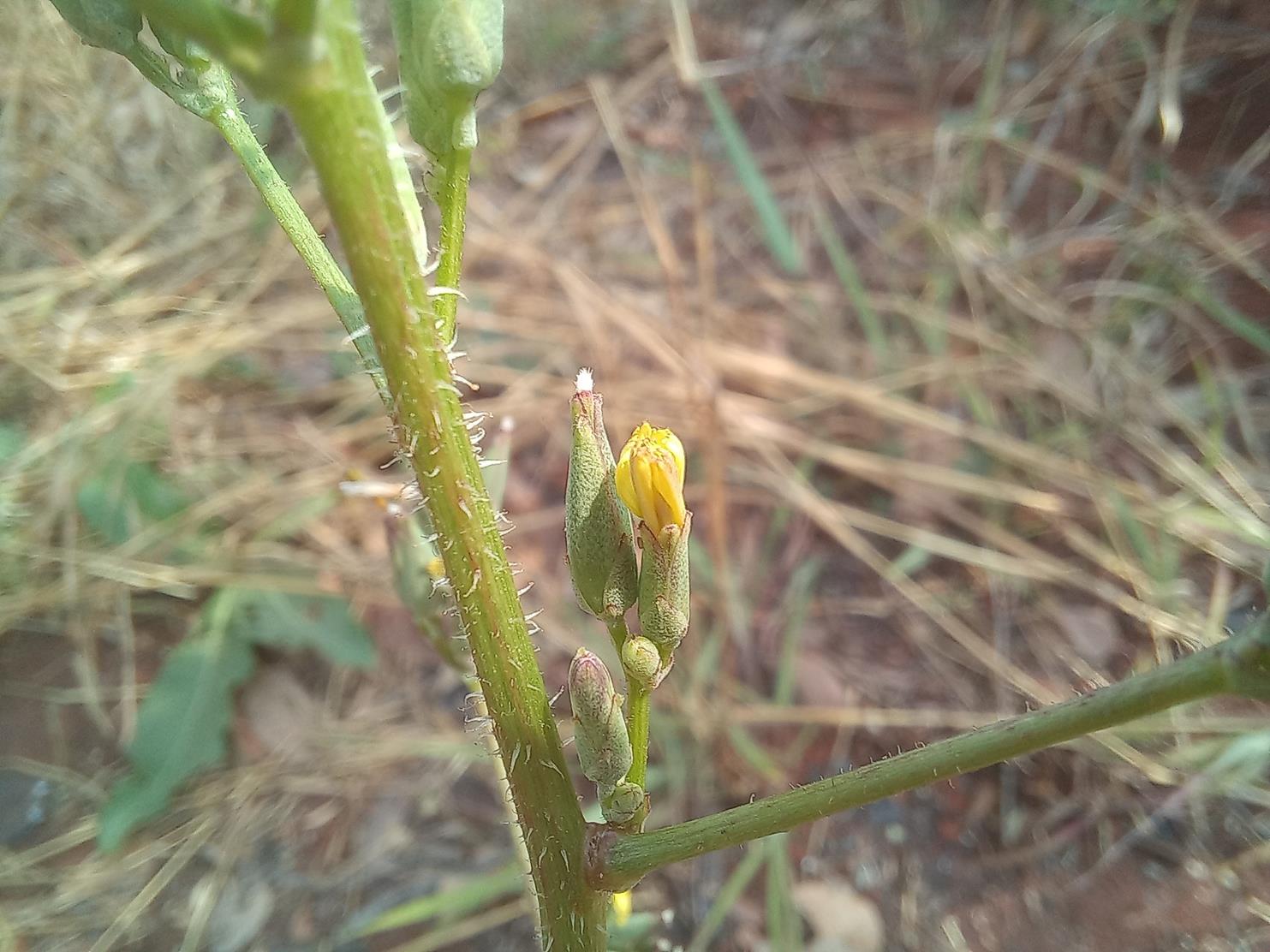 Lactuca homblei Lactuca homblei