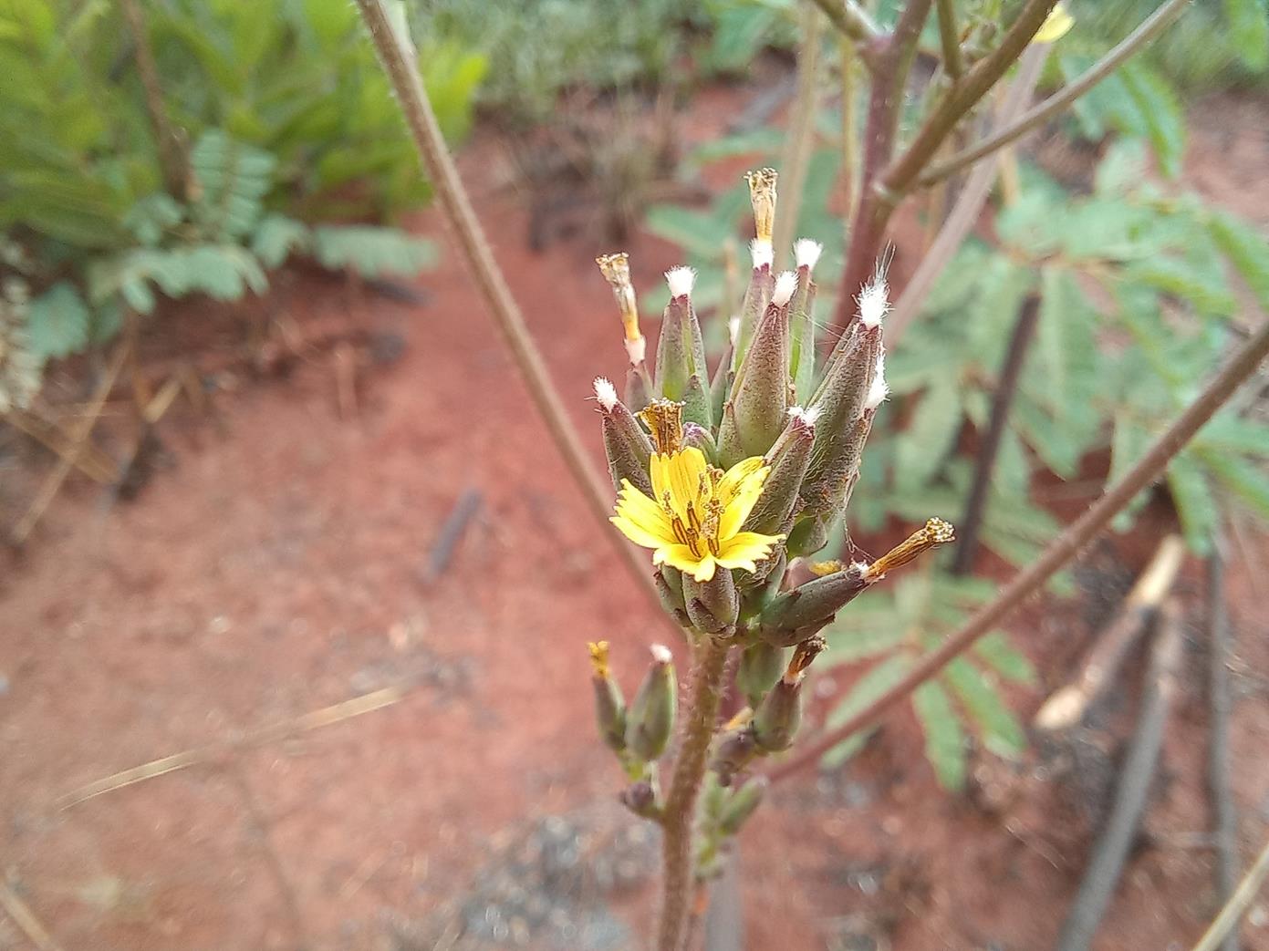 Lactuca homblei Lactuca homblei