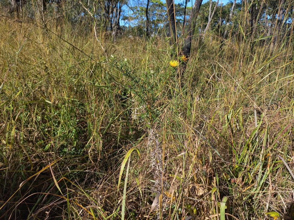 Berkheya carlinopsis subsp. sylvicola Berkheya carlinopsis subsp. sylvicola