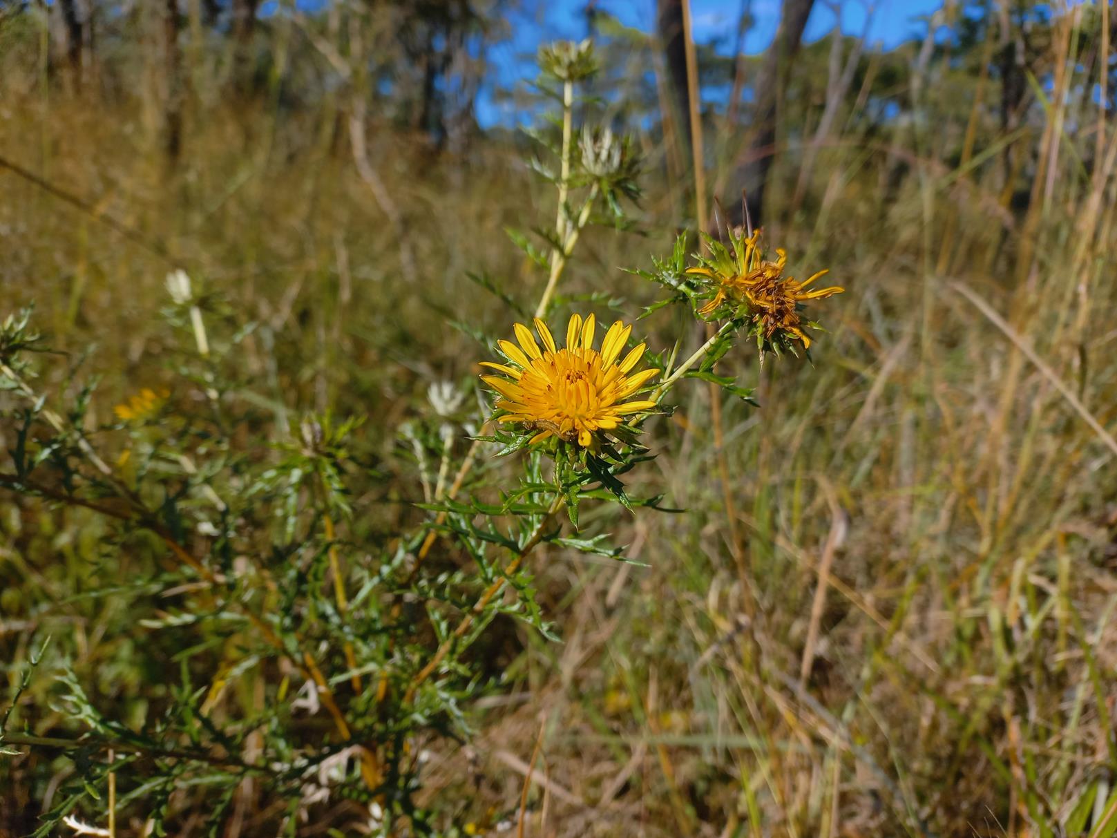 Berkheya carlinopsis subsp. sylvicola Berkheya carlinopsis subsp. sylvicola