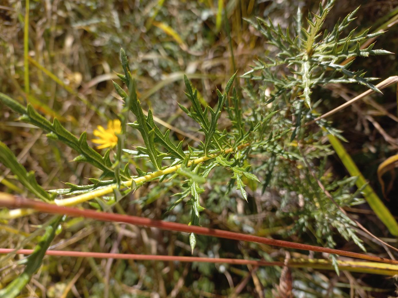 Berkheya carlinopsis subsp. sylvicola Berkheya carlinopsis subsp. sylvicola