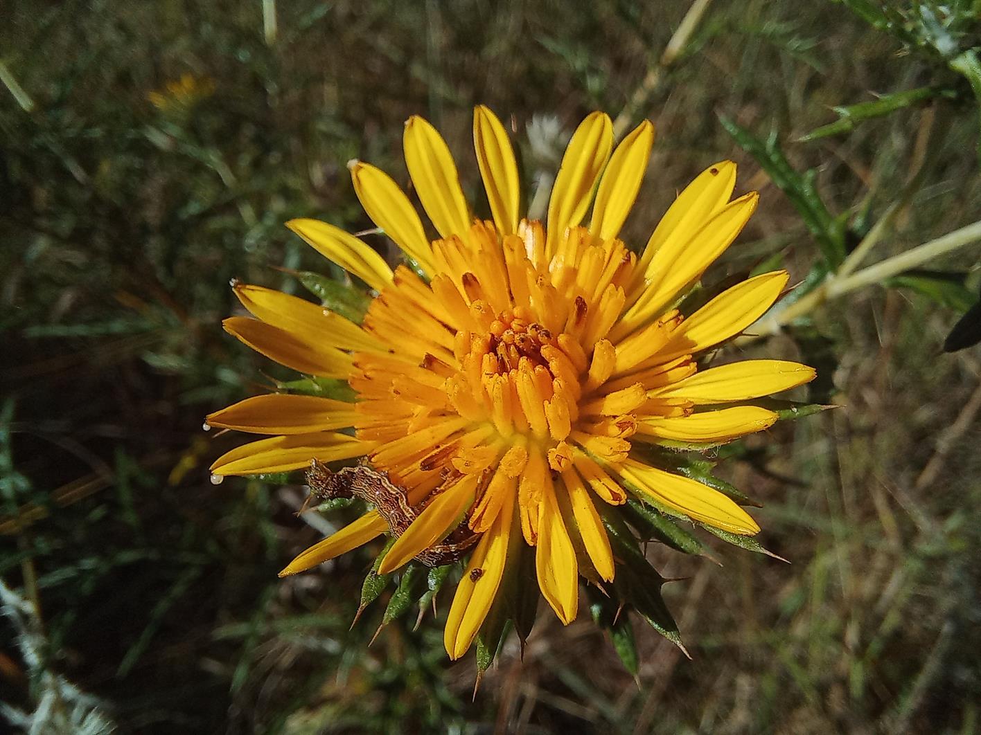Berkheya carlinopsis subsp. sylvicola Berkheya carlinopsis subsp. sylvicola